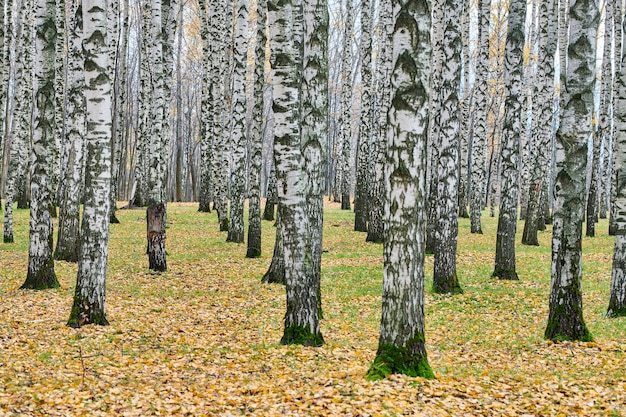 Birch tree trunks in city park