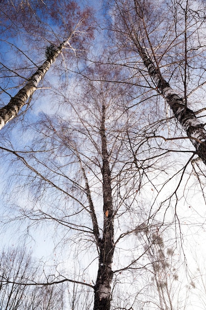 Birch tree in winter photographed close-up bare birch trees in winter, blue sky, tree tops,