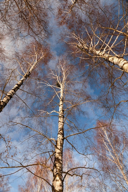 Photo birch tree in winter