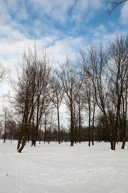 Birch tree in winter