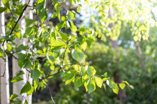 ぼやけた緑の木々の背景に春の葉を持つ白樺の木ソフトフォーカス