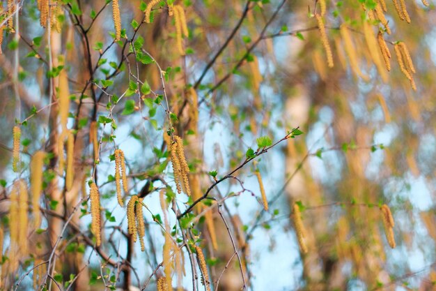 Birch tree with yellow flowers and green leaves