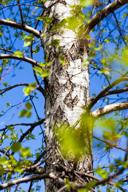 birch tree