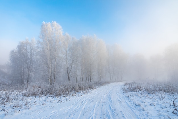 白樺の木は青い空を背景に霜と雪で覆われています。シベリア、ロシアの冬の凍るような風景