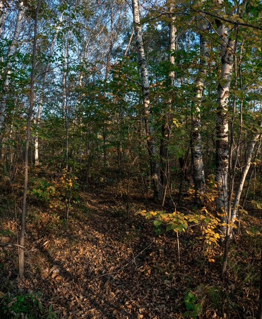 Birch trees in autumn forest on a sunny day