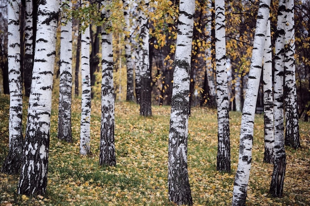 Photo birch trees in the autumn forest