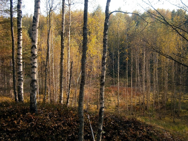 березы в осеннем лесу