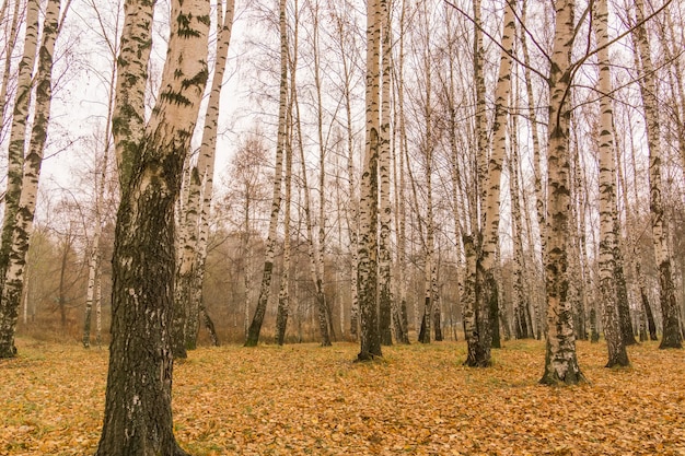 Birch Trees in Autumn Park