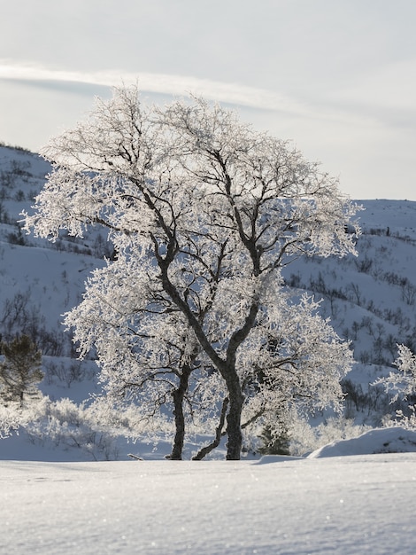 バックライト付きの雪に覆われた冬の山の風景の中のシラカバの木、シラカンバ。