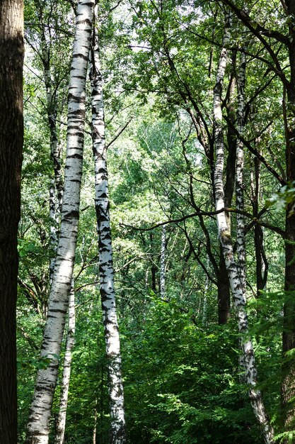 Birch trees in green dense forest on summer day