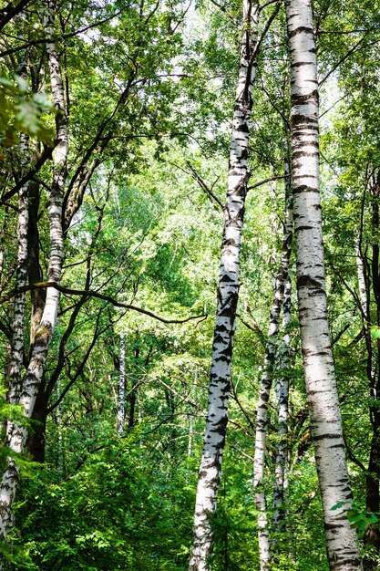 Birch trees in green thick forest on summer day