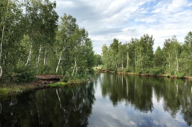 Березы растут на берегу реки, отражающей небо с облаками.