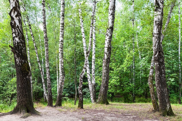 Birch trees on meadow in green forest on summer