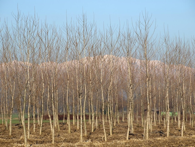 Birch trees skyline