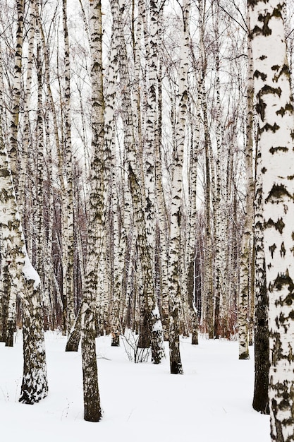 Birch trees in snow covered woods