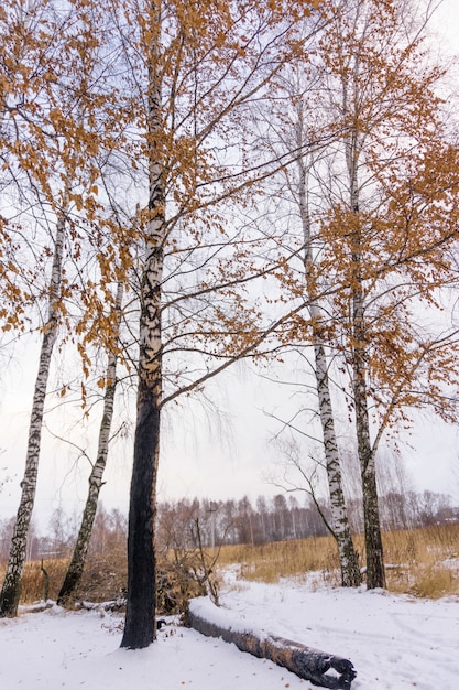 Березы в снежном парке