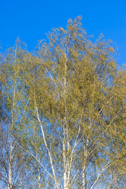 Birch trees in the spring season with a lot of earrings during blooming