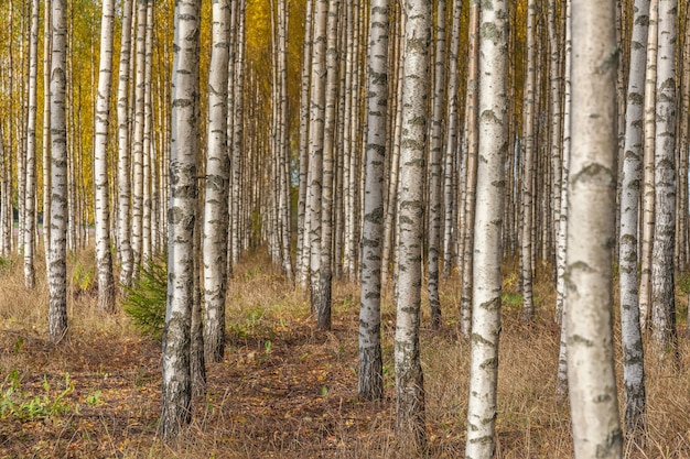 Birch trees with fresh green leaves in autumn