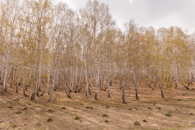 Birch trees with fresh green leaves in spring. Russia