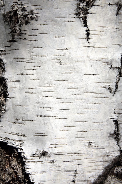 Birch trunk bark