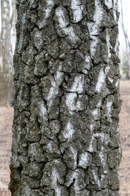 Birch trunk in the forestNatural background Birch birch bark