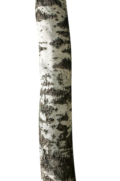 Photo birch trunk isolated on white background