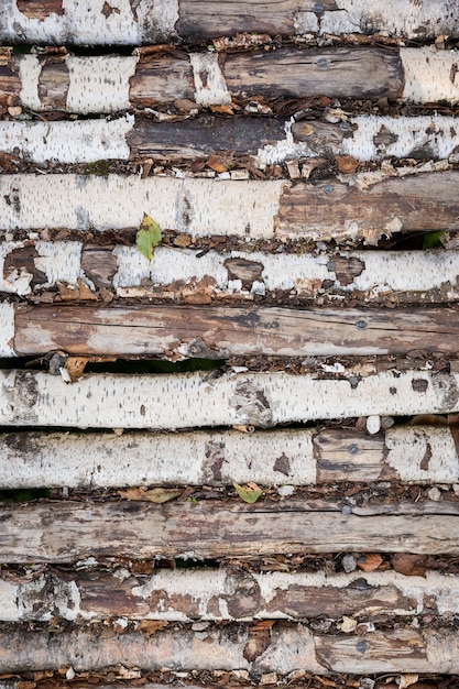 Birch trunks are stacked in a row