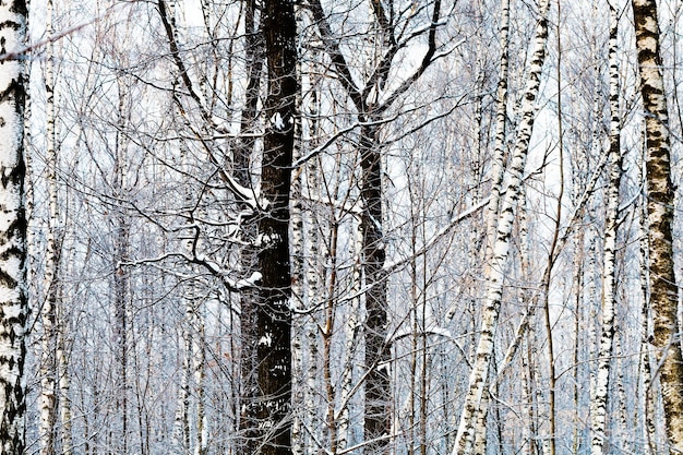 Birch trunks in winter forest