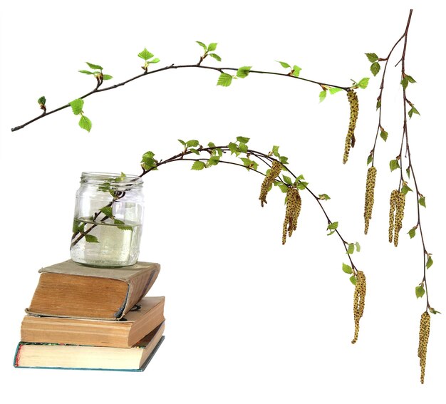 Birch twig with flowering catkins blossoming branch of catkins willows close up in early spring isolated elements on white background for scrapbook object