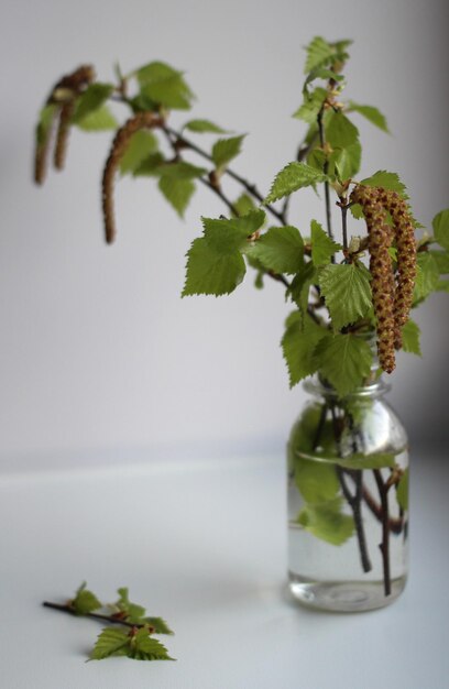 Birch useful sap with a sprig of blossoming birch