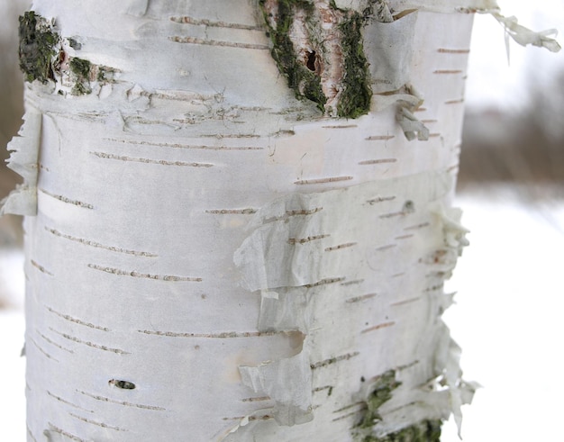 자작나무 흰색 나무 껍질 천연 자작나무 껍질 패턴
