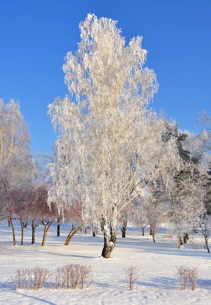 Foto betulla in una mattina d'inverno. un albero nel parco coperto di neve contro un cielo blu