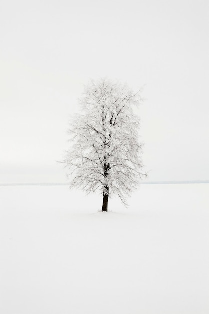 Birch winter