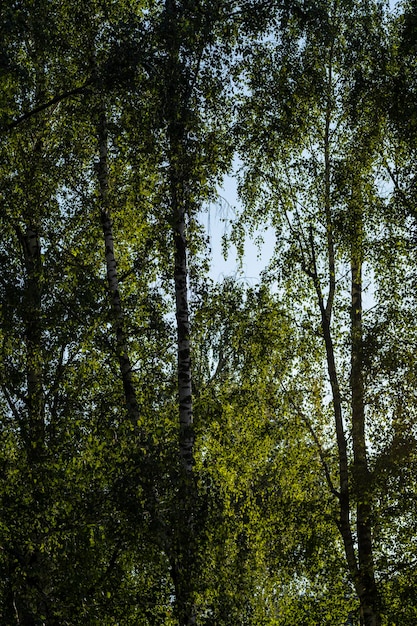 Birches against the blue sky