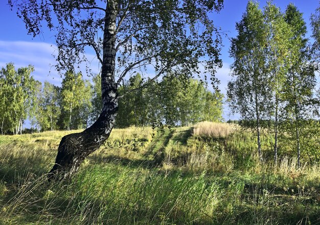 Birches on the edge of the field A curved tree trunk in thick grass under a blue sky