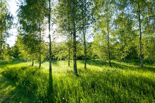 Birches on a green background. Sun rays. Greens. Nature. Forest.