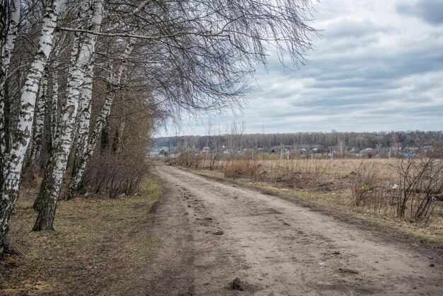 Birches road and spring field