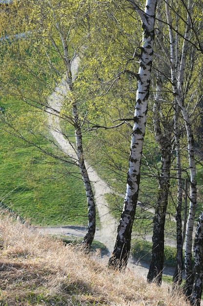 Betulle sulla collina del parco primaverile