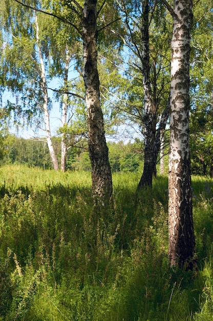 下に背の高い草がある夏の森の白樺。