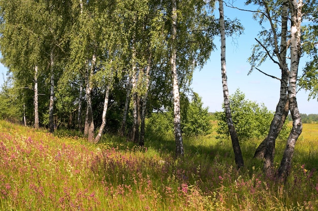 Birches in summer forest with tall grasses below.