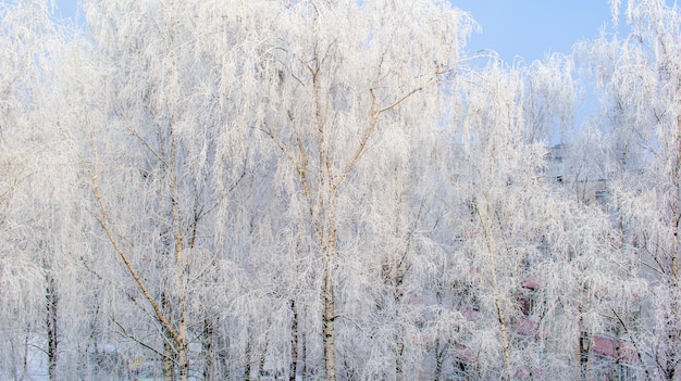 Birches in winter iced birch branches