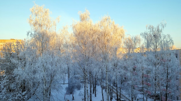 Birches in winter iced birch branches