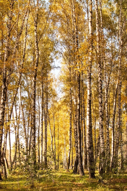 Birches with yellow leaves in the autumn park in vertical format