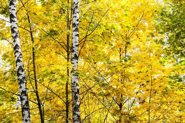 Birches in yellow leaves of maple tree in forest