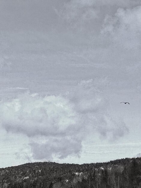 写真 空に向かう鳥