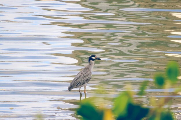 Bird amidst lake