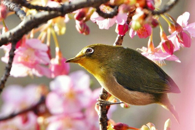 写真 桜の花の中の鳥