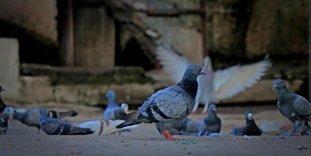 鳥の動物