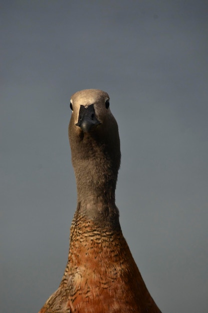 アルゼンチン・パタゴニアのカウケン鳥