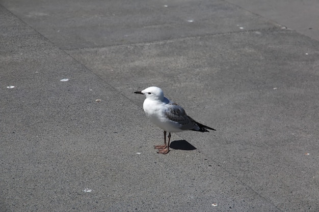 Bird in Auckland city in New Zealand